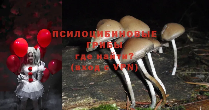 Галлюциногенные грибы MAGIC MUSHROOMS  где купить наркоту  Порхов 